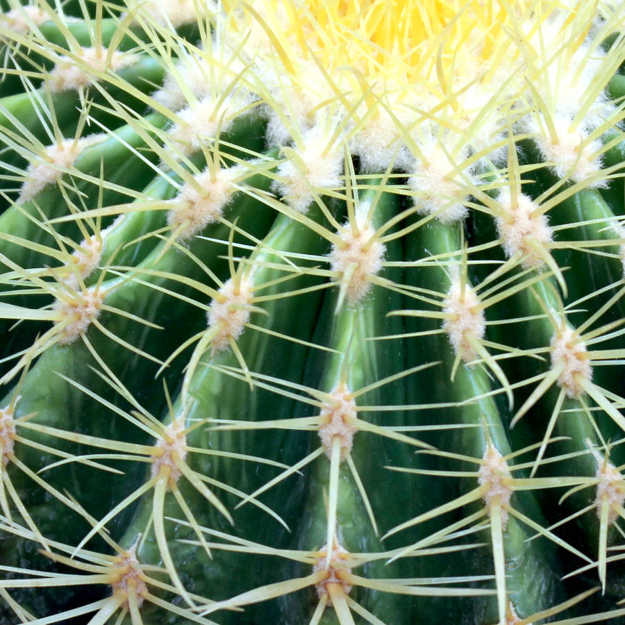 Cactus asiento de suegra arrugado por exceso de sol