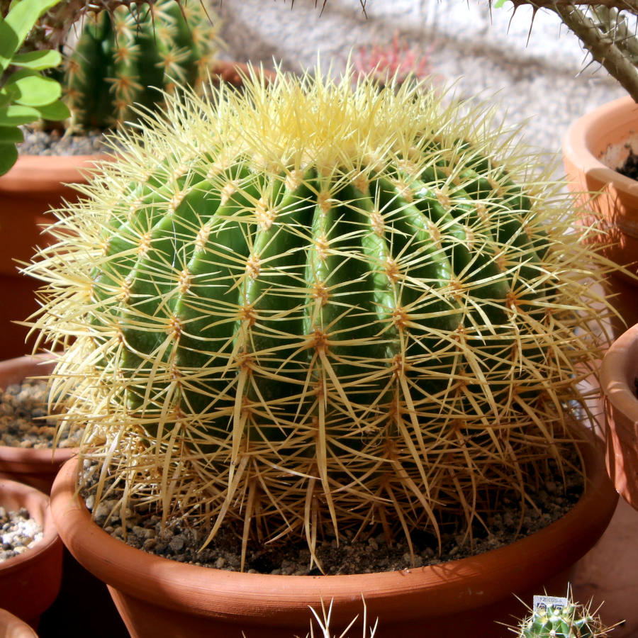 Cactus Asiento de suegra (Echinocactus grusonii)