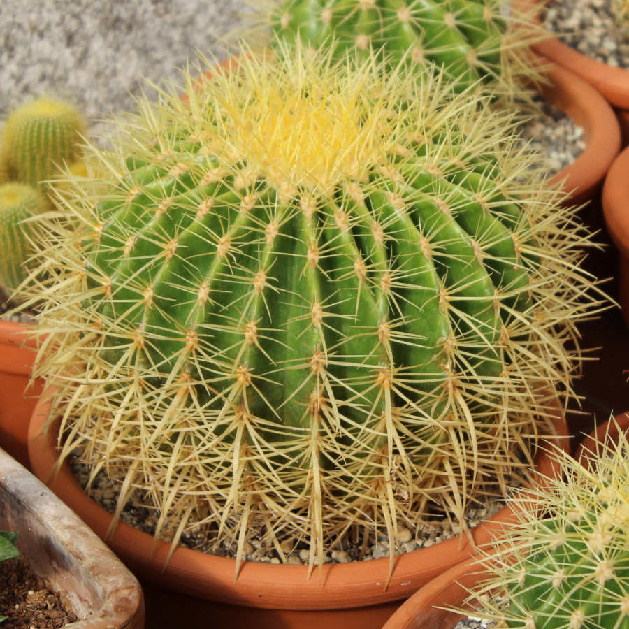 Cactus Asiento de suegra (Echinocactus grusonii)