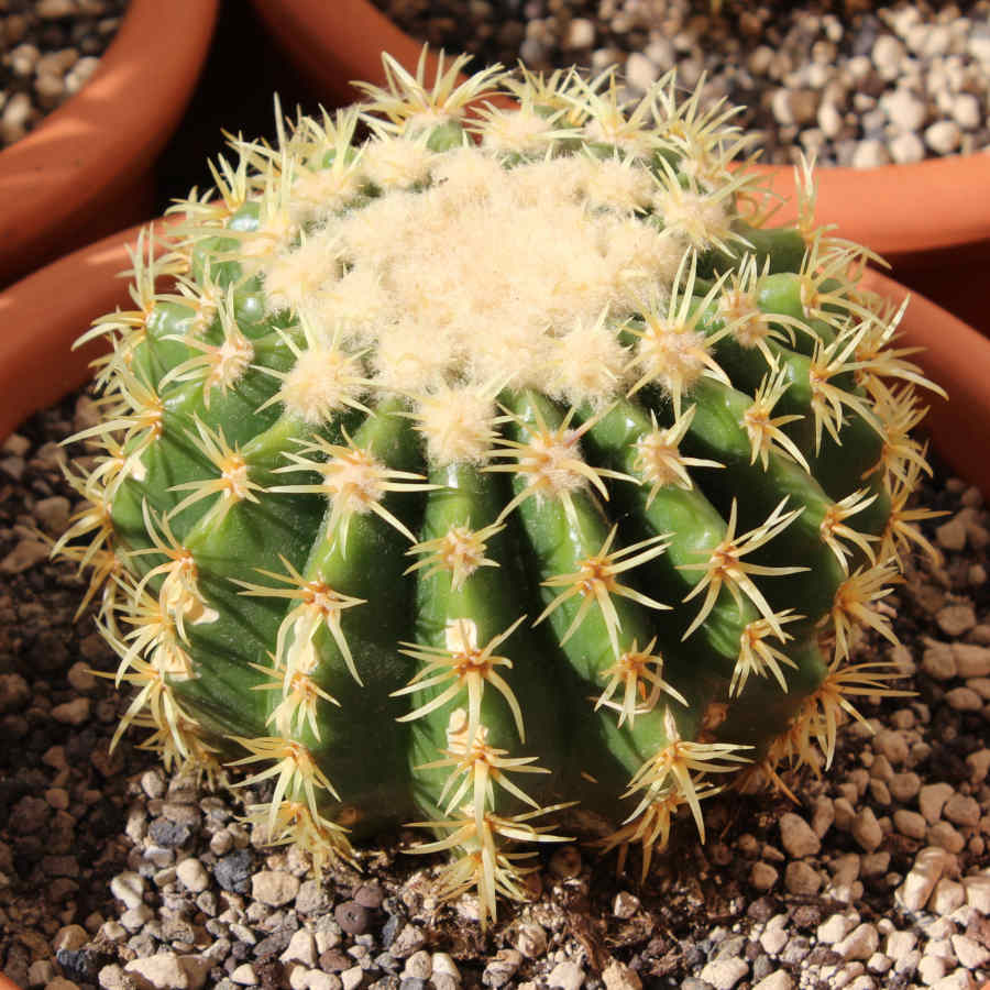Cactus asiento de suegra variedad curvispinus intermedius
