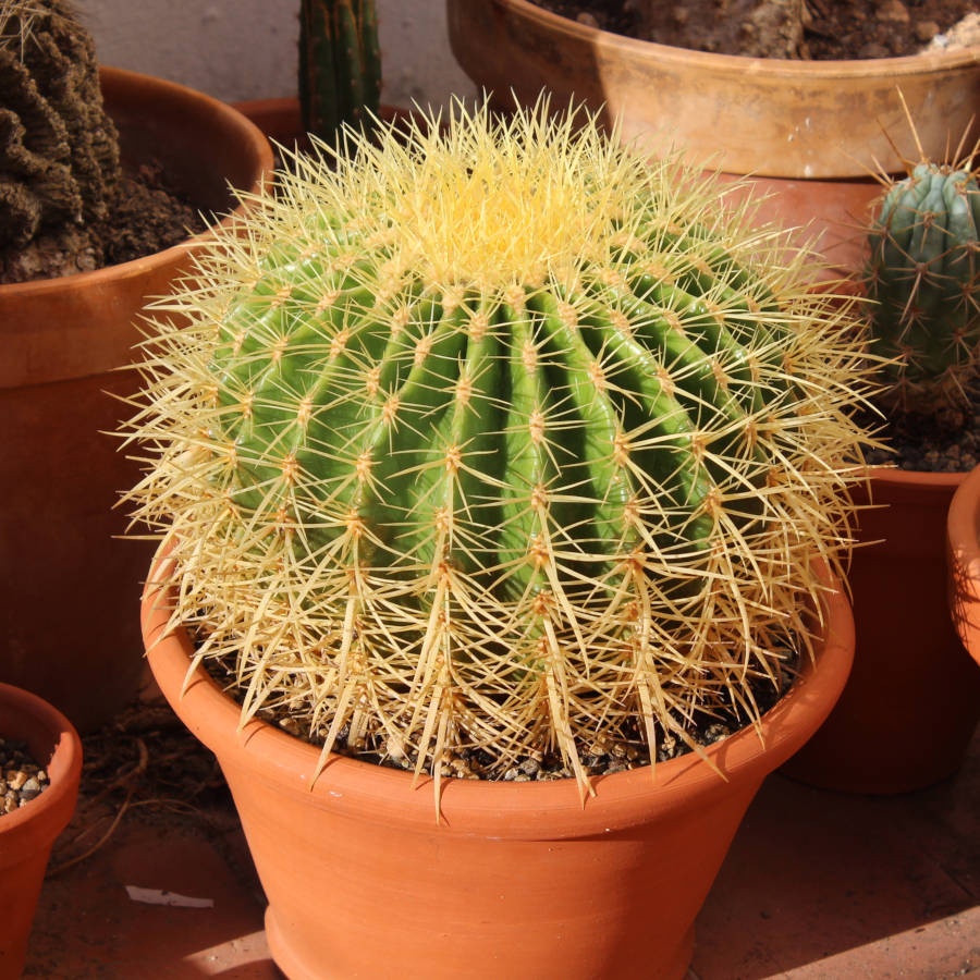 Echinocactus grusonii bajo el sol de la tarde.